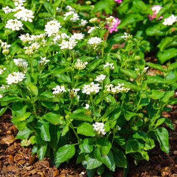 Lantana camara 'Pina Colada' - Luscious ® Lantana