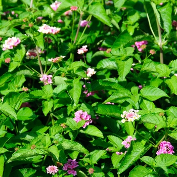 Lantana camara 'Luscious® Pinkberry Blend' - Luscious ® Lantana