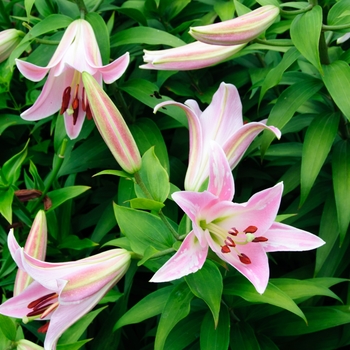 Lilium orientalis 'Table Dance' - Oriental Lily