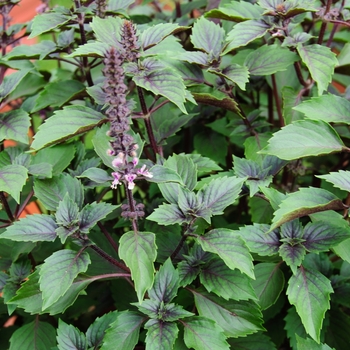 Ocimum basilicum Herbalea™ 'Wild Magic' - Basil