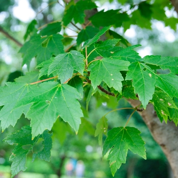 Acer rubrum 'Sun Valley' - Red Maple