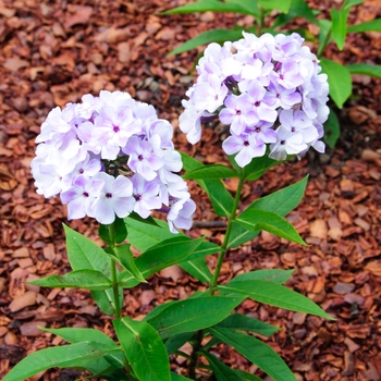 Phlox paniculata Flame™ Blue Flame® - Garden Phlox