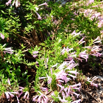 Poliomentha longiflora 'Mexican' - Oregano