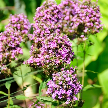 Phlox paniculata 'Jeana' - Garden Phlox