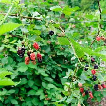 Rubus fruticosa 'Chester Thornless' - Blackberry