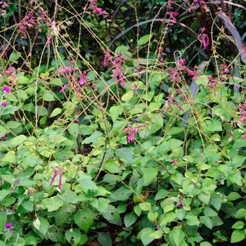 Salvia hybrid 'Wendy's Wish' - Salvia