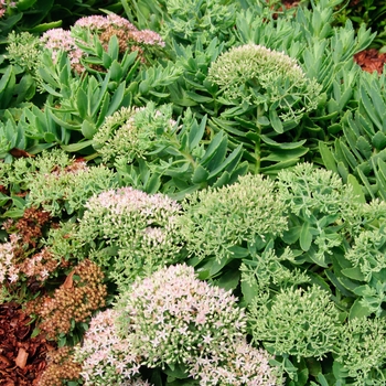 Sedum 'Pure Joy' - Stonecrop