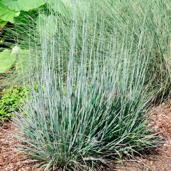 Schizachyrium scoparium 'Standing Ovation' - Little Bluestem