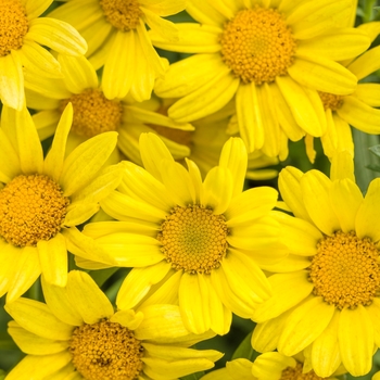 Argyranthemum frutescens 'Golden Butterfly™' - Marguerite Daisy