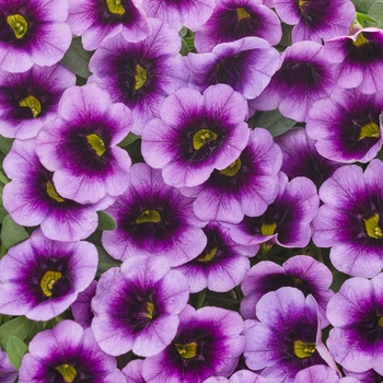 Calibrachoa 'Blue Moon Punch™' - Superbells® Million Bells