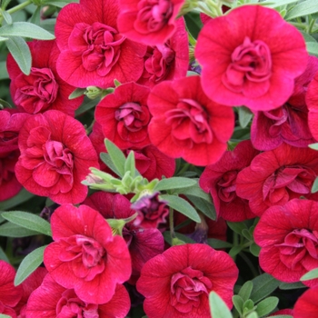 Calibrachoa 'Double Ruby' PPAF (Double Calibrachoa) - Superbells® Double Ruby