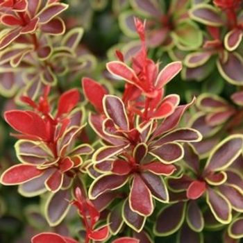 Berberis thunbergii 'Admiration' - Admiration Barberry