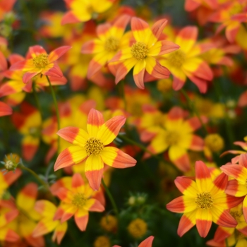 Bidens ferulifolia 'Beedance® Painted Red ' - Bidens