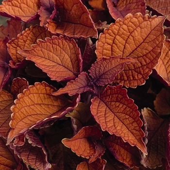 Coleus Main Street 'Wall Street™' - Coleus 