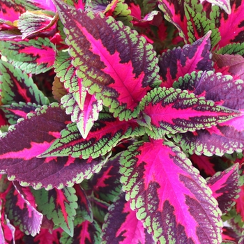 Solenostemon scutellarioides 'Main Street Ruby Road' - Coleus