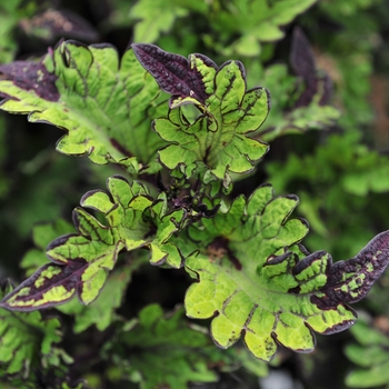 Solenostemon scutellarioides 'Main Street Rodeo Drive' - Coleus