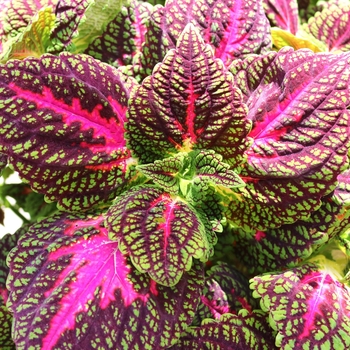 Solenostemon scutellarioides 'Main Street La Rambla' - Coleus