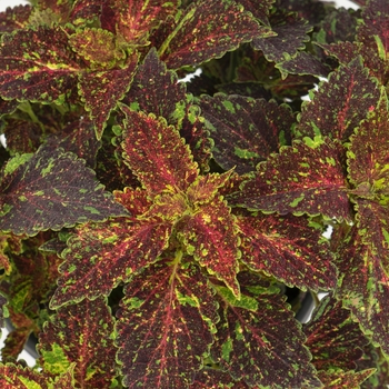 Solenostemon scutellarioides 'Main Street Michigan Avenue' - Coleus