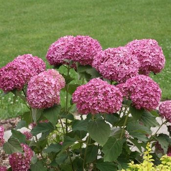 Hydrangea arborescens - 'Invincibelle Mini Mauvette®' Smooth Hydrangea