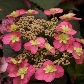 Hydrangea serrata 'Tuff Stuff Red' - Tuff Stuff™ Red