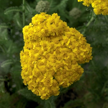 Achillea hybrida 'Desert Eve Yellow' - Yarrow