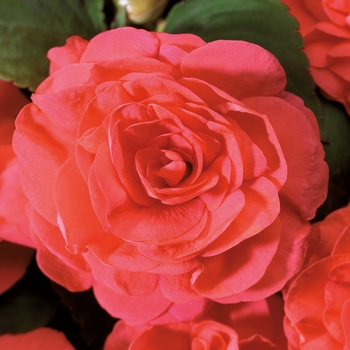 Impatiens walleriana 'Fiesta Bonita™ Salmon' - Impatiens, Double 