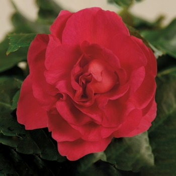 Impatiens walleriana 'Fiesta Bonita™ Cherry' - Impatiens, Double