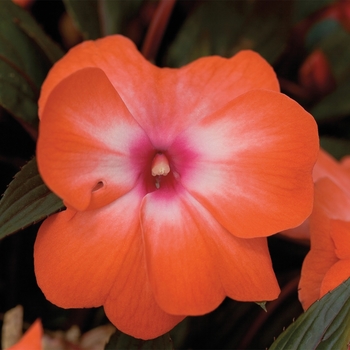 Impatiens hawkeri (New Guinea Impatiens) - Super Sonic® 'Orange Ice'