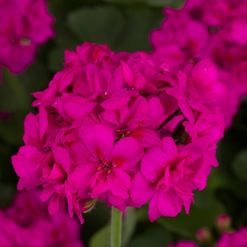 Pelargonium 'Calliope® Medium Violet' - Geranium, Hybrid