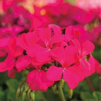 Pelargonium 'Caliente® Magenta' - Geranium, Ivy