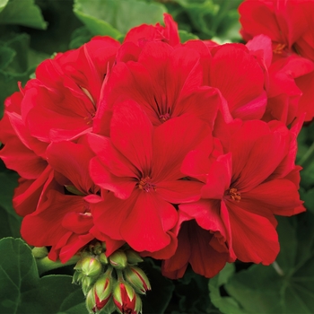 Pelargonium 'Calliope® Large Dark Red' - Geranium, Hybrid