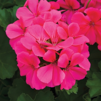 Pelargonium 'Caliente® Rose' - Geranium, Ivy