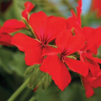 Pelargonium 'Caliente® Deep Red' - Geranium, Ivy