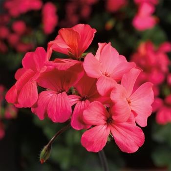 Pelargonium 'Caliente® Coral Salmon' - Geranium, Ivy