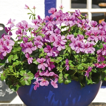 Pelargonium peltatum Royal™ Blue - Geranium, Ivy