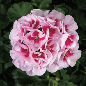 Pelargonium x hortorum 'Americana White Splash' - Geranium, Zonal