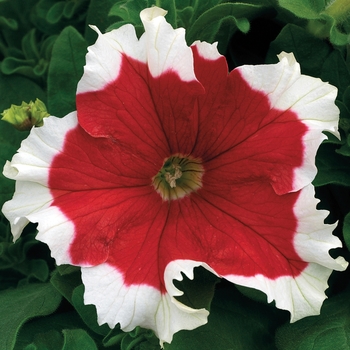 Petunia grandiflora 'Frost™ Fire' - Petunia