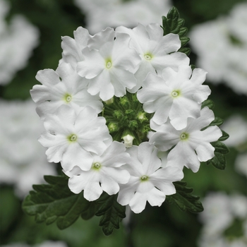 Verbena Lanai® Upright White - Verbena 