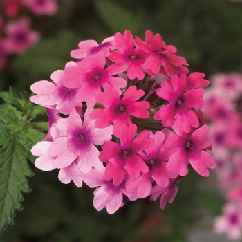 Verbena Lanai® 'Bright Eye' - Verbena 