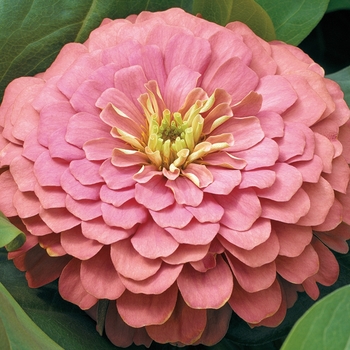 Zinnia elegans 'Magellan™ Salmon' - Zinnia \