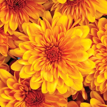 Chrysanthemum 'Cheryl™ Spicy Orange' - Garden Mums