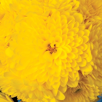 Chrysanthemum x 'Cheryl Sparkling Yellow' - Garden Mums