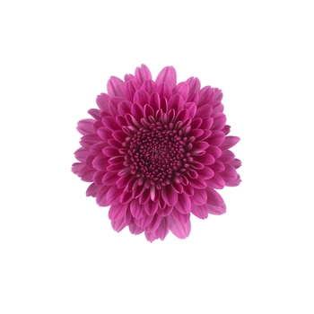 Chrysanthemum x morifolium 'Cheryl Regal Purple' - Garden Mums