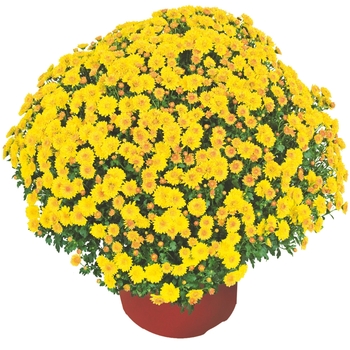 Chrysanthemum x morifolium 'Cheryl™ Golden' - Garden Mums