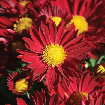 Chrysanthemum x morifolium - Edana Red