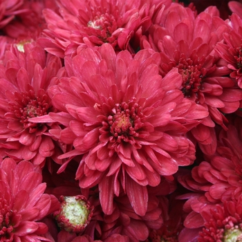 Chrysanthemum x morifolium - Wanda™ Red