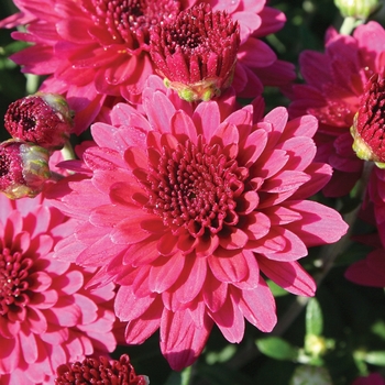 Chrysanthemum x morifolium - Patty™ Purple