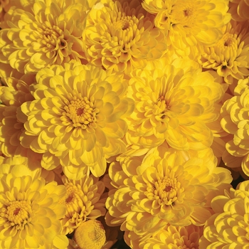 Chrysanthemum x morifolium 'Gigi™ Yellow' - Garden Mums