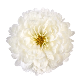 Chrysanthemum x morifolium 'Gigi™ Snow' - Garden Mums