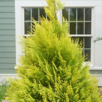 Thuja plicata - 'Fluffy®' Western Arborvitae